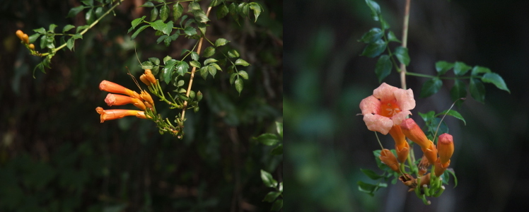 [Two photos spliced together. On the left is a side view of three orange flower buds stick out from the end of the branch. They are tube-shaped and tightly closed in this image. On the right is a straight on view of one bud fully opened displaying yellow stamen in the center. It is shaped like a trumpet so its more cupped at the end rather than having individual petals.]